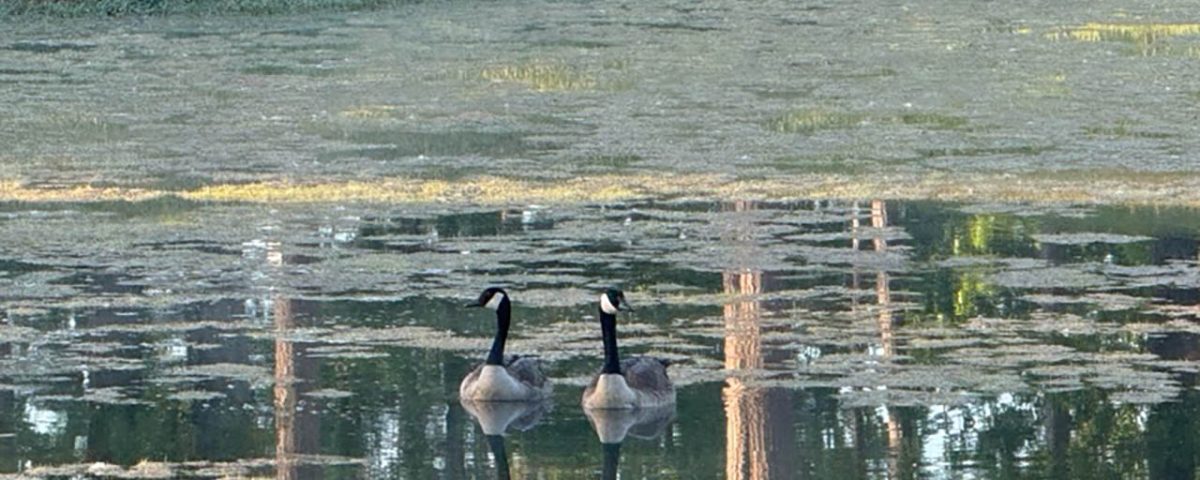Canada geese swimming on the pond at Deer Run RV Park in Troy, Alabama