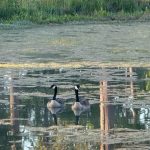 Canada geese swimming on the pond at Deer Run RV Park in Troy, Alabama