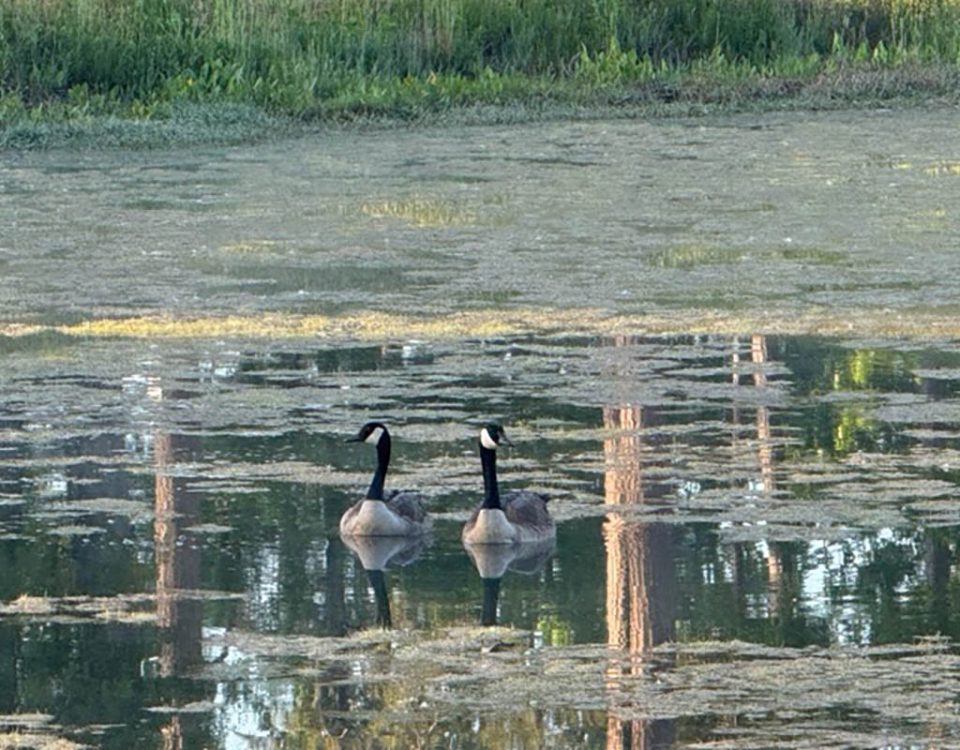 Canada geese swimming on the pond at Deer Run RV Park in Troy, Alabama