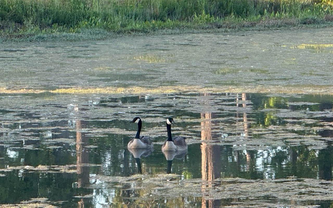 Canada geese swimming on the pond at Deer Run RV Park in Troy, Alabama